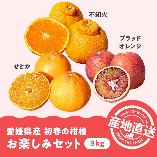 【予約販売】オンラインストア限定　愛媛県産　初春の柑橘お楽しみセット　3kg（せとか、ブラッドオレンジ、不知火）●産地直送・送料込み●【2026年3月上旬-下旬お届け予定】