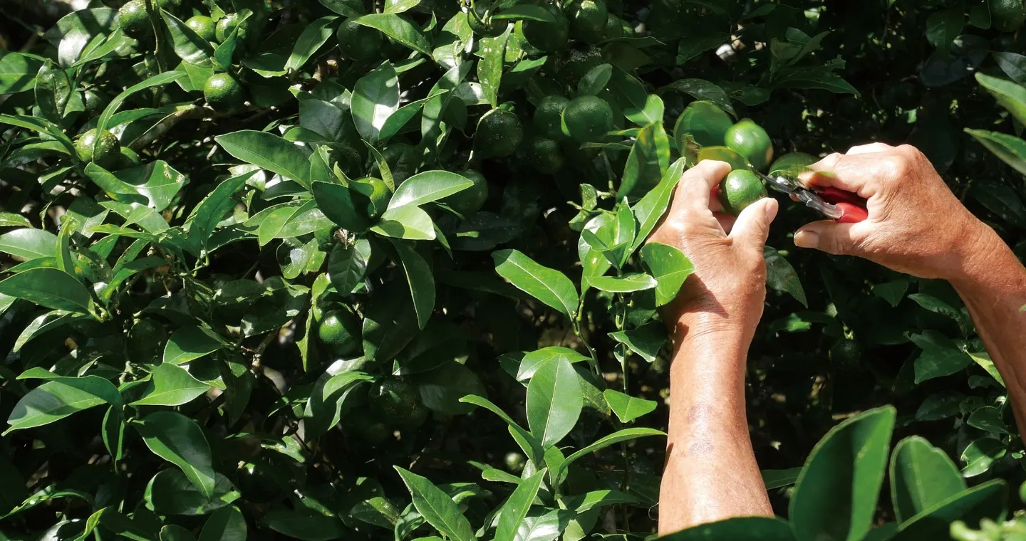 日本伝統の食文化に育まれたひとつひとつの商品