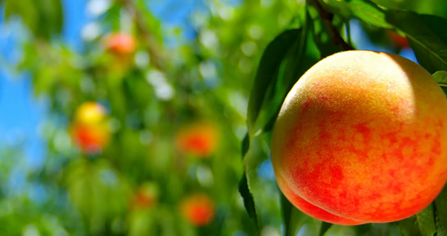 安心、安全、また食べたくなる商品